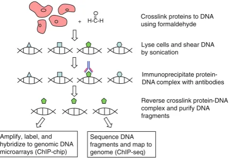 Fig. 3 Workﬂow of protein binding microarray (PBM)( b ) Protein-binding arrays (PBM)Z