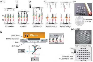 Fig. 1Molecular force assay based on soft-print lithography. (a) Schematic representation of the MFA on a molecular level showing the basic principleF i g u r e6 : Classical Molecular Force Assay (MFA)