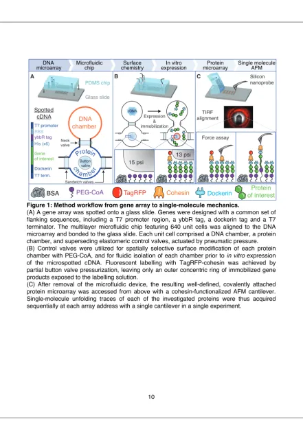 Figure 1: Method workflow from gene array to single-molecule mechanics. 