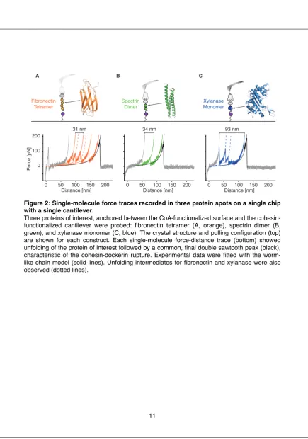 Figure 2: Single-molecule force traces recorded in three protein spots on a single chip with a single cantilever