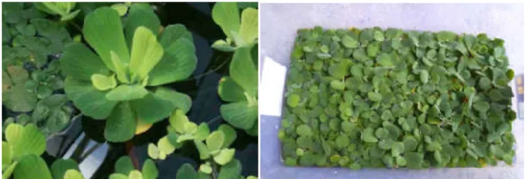 Fig. 3. Pistia stratiotes 