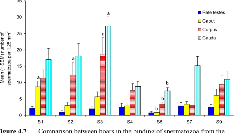 Figure 4.8 Comparison between boars in the binding of spermatozoa from the rete testis and epididymis to ampullary explants