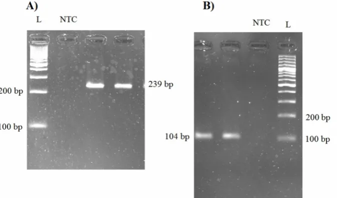 Figure 1. Graphs indicating the morphology ofadherent cells derived from peripheral blood after (a)3 days and (b) 6 days of culture.