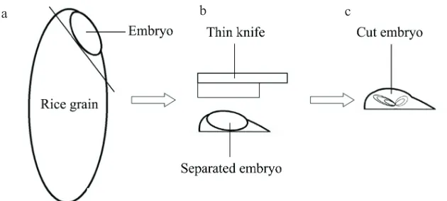 Fig. 1. Sketch�of�process�of�making�sample�for�micrology�observation.