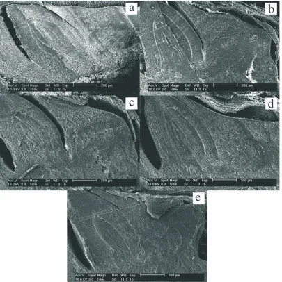 Fig. 2. Effect�of�irradiation�dose�on�the�structure�of�whole�rice�embryo:�a�–�0,�b�–�2,�c�–�5,�d�–�8,�e�–�10�kGy.
