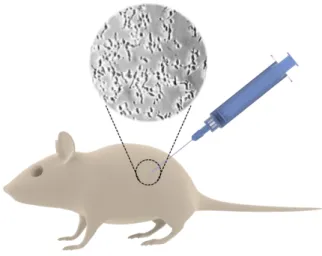Figure 8. Balb/c mice were the model organization for the studies presented here. 