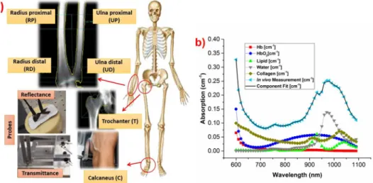 Fig 1. Schematic diagram of measurement protocol, and an example of tissue constituents fit