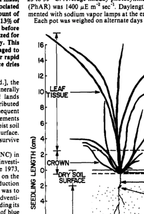 Fig. 1. Five-week-old blue grama seedling before the j-day root growrh test. Seedlings did not develop advenritious roots during rhe J-week period because of a dry soil surface