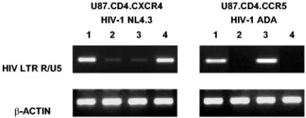 FIG. 3. PCR-based detection of virus (HIV-1 NL4.3 and HIV-1ADA) entry into U87.CD4.CXCR4 and U87.CD4.CCR5 cells