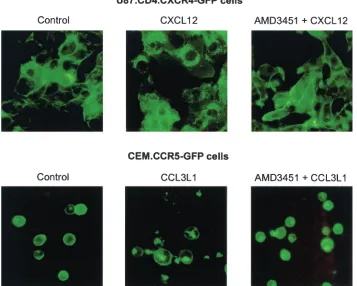 FIG. 7. Inhibitory effect of AMD3451 on CXCL12- and CCL3L1-induced endocytosis of CXCR4 (top) and CCR5 (bottom), respectively.U87.CD4.CXCR4-GFP and CEM.CCR5-GFP cells were preincubated for 15 min in the absence (left and middle panels) or presence (right panels)
