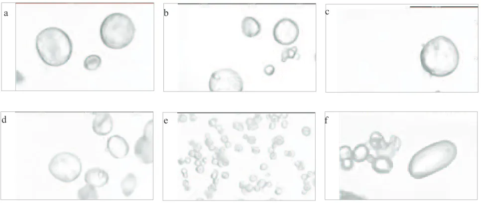 Fig. 2. Starch granules in water solution from optical microscopy (magnification 1 000x): a – rye, b – wheat, c – triticale, d – barley,e – millet,�f�–�potato.