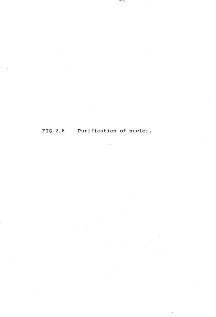 FIG  2.8 Purification  of  nuclei.