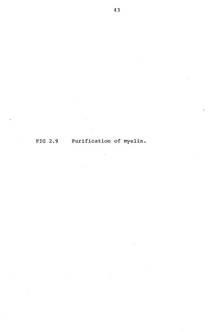 FIG  2.9 Purification  of  myelin.