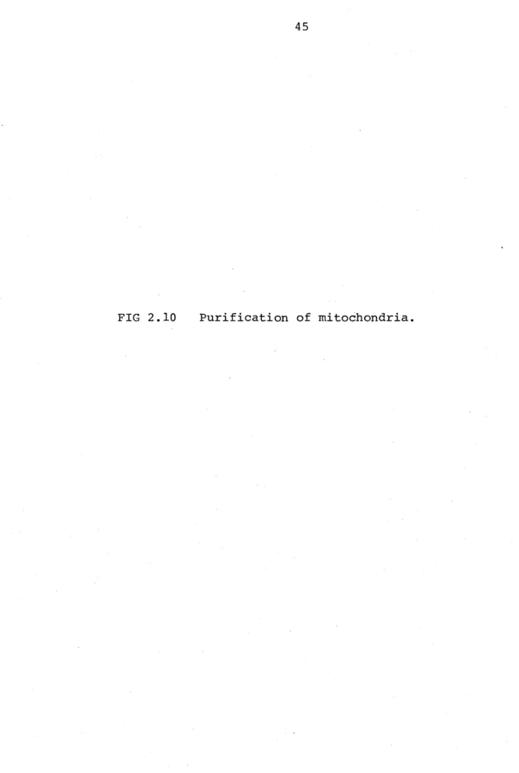 FIG  2.10 Purification  of  mitochondria.