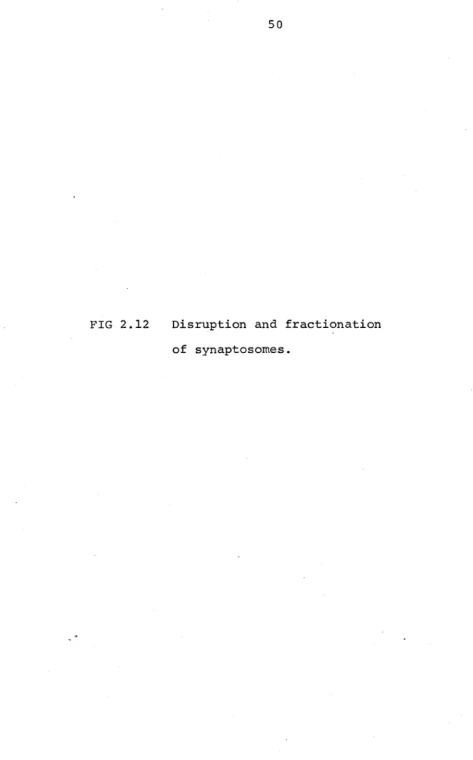 FIG  2.12  Disruption  and  fractionation  of  synaptosomes.