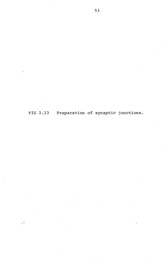 FIG .13  Preparation  of  synaptic  junctions.
