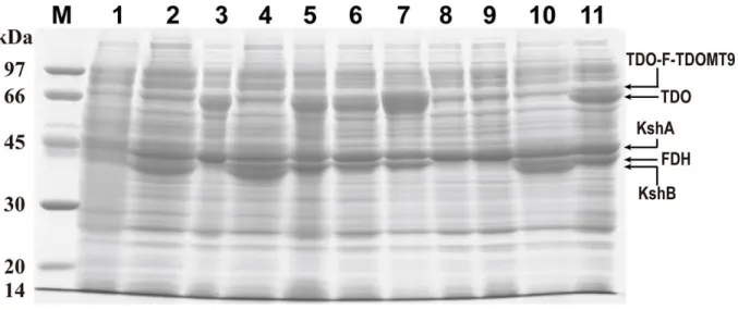 Fig.  S6 SDS-PAGE analysis  of the enzymes  expressed in  E. coli  BL21(DE3) cells. M:  protein  marker; lane 1, control: E