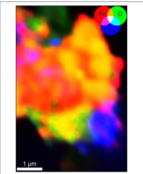 FIGURE 6 | Synchrotron µXRF map of the same sample shown in Figure 5Dfor Fe (red), O (green), and C (blue)