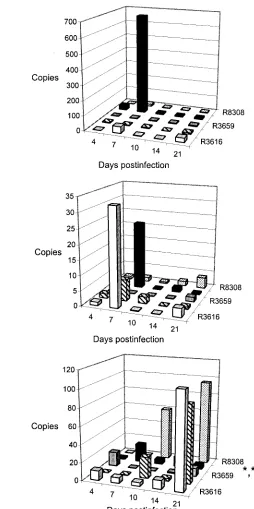 FIG. 5. Cytokine mRNA expression in brains of mice infected withR8306 (black), and R8308 (stippled) at different time points of the infection