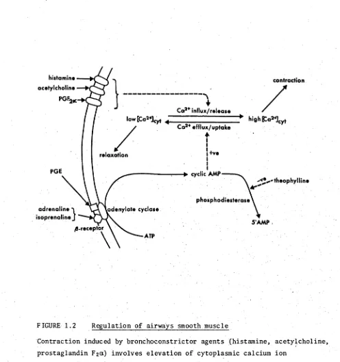 FIGURE 1.2 Regulation of airways smooth muscle