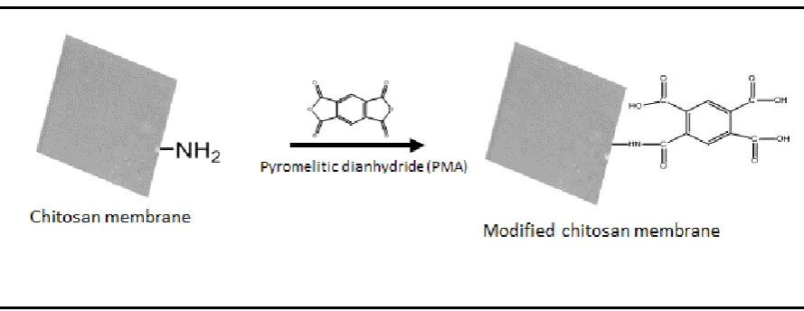 Figure 2: Reaction scheme for modification of chitosan membrane in order to introduce carboxyl groups and facilitate adsorption of the highly basic photosensitiser-TMPyP