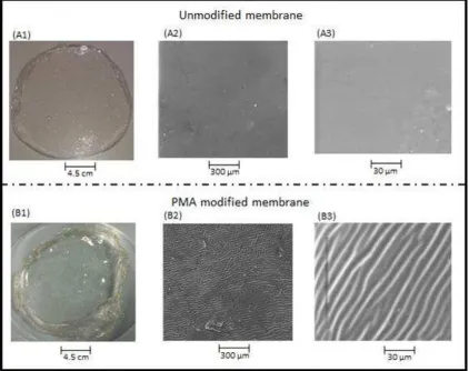Figure 4: Images of PMA modified and unmodified chitosan membranes: (A1), unmodified chitosan membrane; (A2), (A3), SEM images of unmodified chitosan membrane; (B1), PMA modified chitosan membrane; (B2), (B3), SEM images of PMA modified chitosan membrane