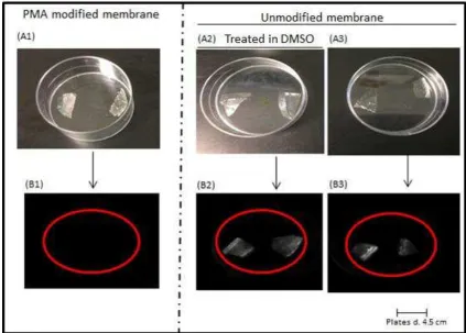 Figure 5: Images of chitosan membranes to confirm amine modification: (A1), PMA modified 