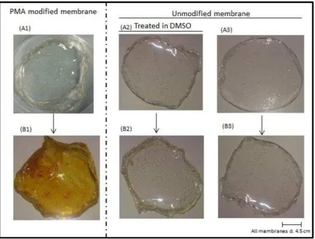 Figure 6: Chitosan membranes functionalised with TMPyP. (A1), PMA modified membrane; (A2), DMSO treated but unmodified membrane; (A3), unmodified membrane