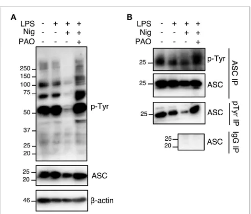 FIGURE 3 | PAO inhibits the AIM2 inﬂammasome. LPS-primed THP-1 macrophages and BMDMs were transfected with poly(dA:dT) (1ANOVA with the Dunnett test