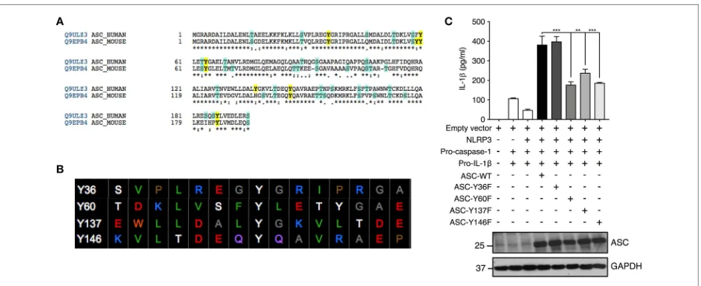 FIGURE 5 |p ≤ 0.01, ***p ≤ (C)Site-directed mutagenesis of Y36, Y60, Y137, and Y146 to phenylalanine was carried out and the NLRP3 inﬂammasome was reconstituted in HEK293T cells bytransfection of NLRP3, pro-casp-1, pro-IL-1 Residues Y60 and Y137 are requir