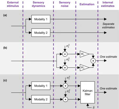 Fig. 1. Three different types of modelling schemes for multisensory integration. (a) Sensory dynamics models only; common in aircraft pilot models inresearch on ﬂight simulators