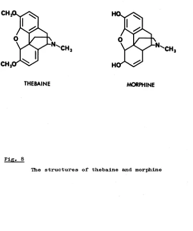 Fig. 8■Rie structures of thebaine and morphine