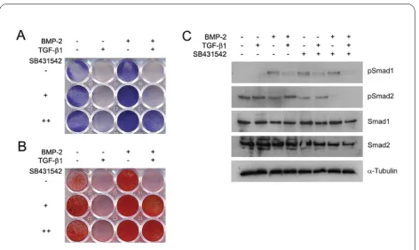Figure 1 Effects of TGF-β, BMP-2, and SB431542 on cultured that SB431542 can promote both early osteoblast differentiation and mature osteoblast function dently repeated