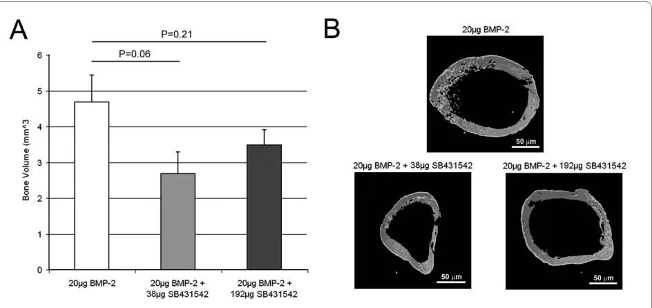 Figure 3 Radiographic analysis of the BMP-2 implantation model. This model uses 20 μg BMP-2 implanted into the hind limb to induce ectopic bone formation in 3 weeks