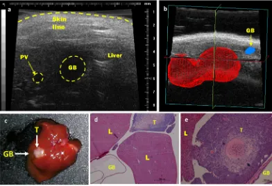 Figure 4. Representative images of HF-US imaging and subsequent orthotopic CCA tumours