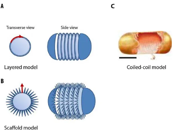 Figure 1.2. Three models of cell wall architecture  the peptidoglycan chains form a rope coiled around the cell