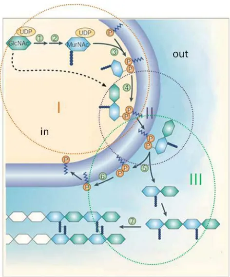 Figure 1.3. Schematic view of the PG synthesis pathway in gram-positive bacteria ( D-Ala ligase (2), MraY (3), MurG (4), phosphates are added by transglycosylation and pyrophosphorylation (5 and 6), and finally, a peptide bond between the peptide chains is