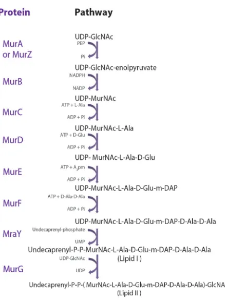 Figure 1.4. Mur biosynthetic pathway of lipid-linked PG intermediates  (modified from (Scheffers, 2012))