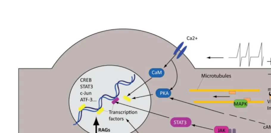 Fig. 1-3 The intrinsic neuronal growth program activated upon peripheral injury  