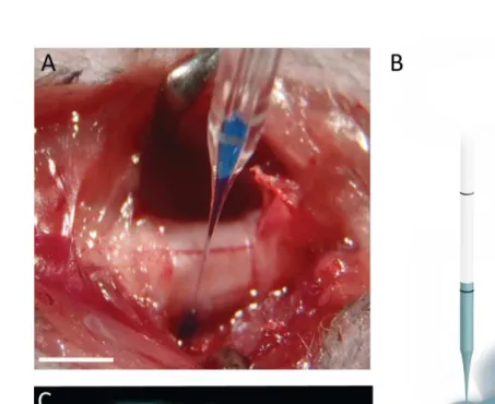 Fig. 2-3 Injection of rAAV into the DRG  