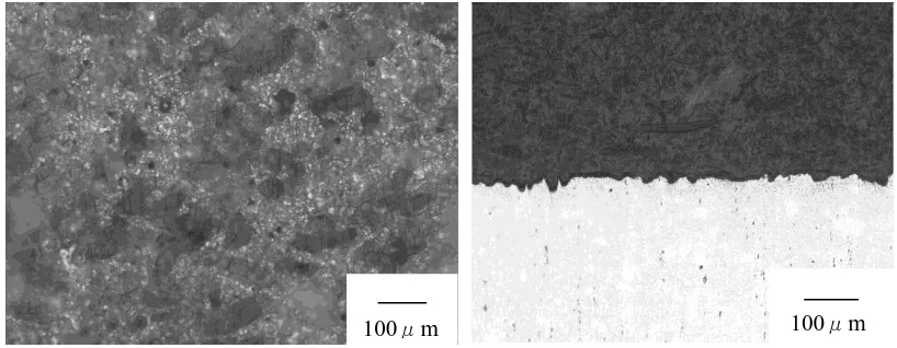Figure 12. The photography of the surface and section of AZ11+RE alloy in artificial plasma for 15 days at 37°C  