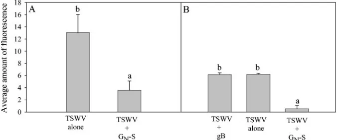 FIG. 8. Effect in vivo of puriﬁed, recombinant TSWV GNand a combination of TSWV and Gand/or buffers