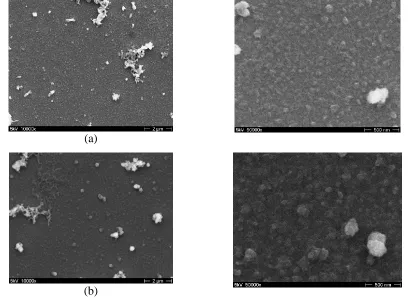 Figure 9.                           SEM micrographs of film deposited on ITO by scanning the potential form 0 to 1.4 V, scan 