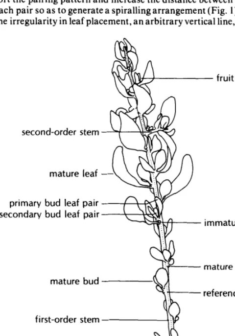 Fig. 1. Diagram of a current year’s shadscale shoot. 