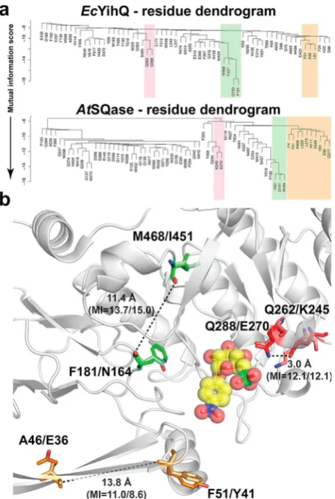 Figure 5. (a) Sequence logo highlighting relative proportions ofvariation of QQ/KE sequence ofKERWY motif of SQases, using the 84 sequences ofdiﬀerent residues found at each position within the QQRWY/ Figure 7