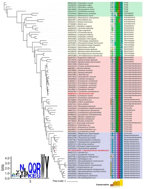 Figure 7. Evolutionary relationships for putative SQases. (Right) A phylogenetic tree of putative SQases obtained via multiple sequence alignmentpresenting a conserved KERWY/QQRWY motif