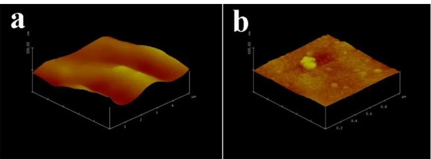 Figure 1.  AFM images of the surfaces of pristine commercial Al foil (a) and COL-Al current collector (b)