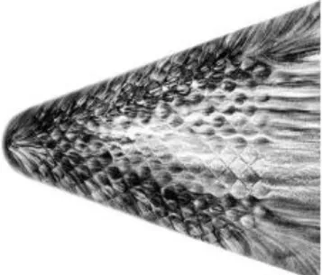 Figure 1.2 Examples of distributed roughness. Top: Cross-hatching of Teflon (White &amp; Grabow 1973)