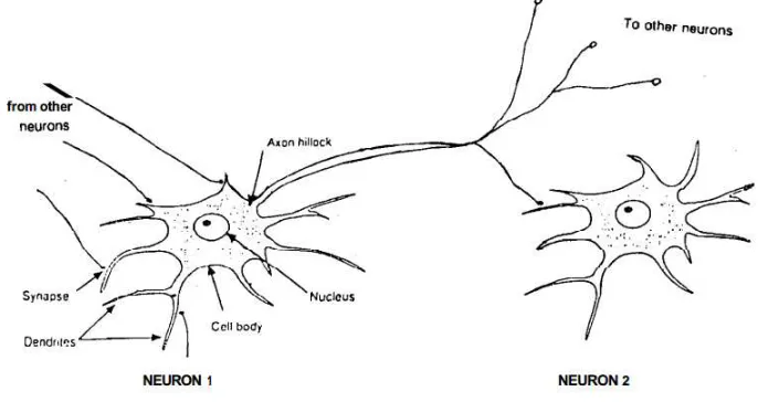 Figure 2. Biological neuron.