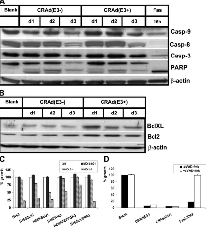 FIG. 3. CRAd(E3�pathway regulated by Bcl2. H460 cells were infected at an MOI of 25, and cell extracts were made at different times postinfection and subjectedto Western blotting